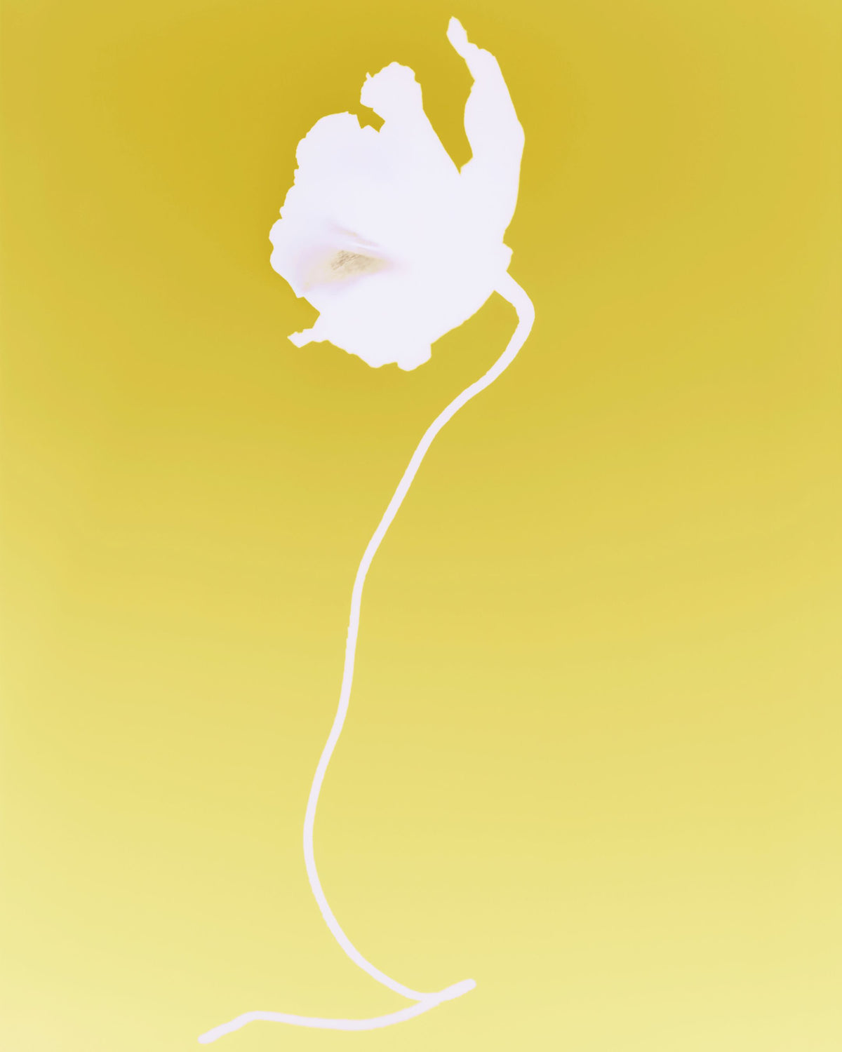 White iris flower against a yellow background from the ARPA Piel 04 fragrance campaign